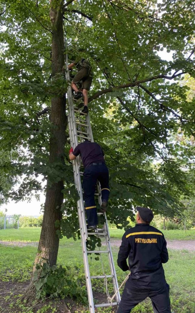 Спасатели сняли подростка с дерева. Новости Харькова
