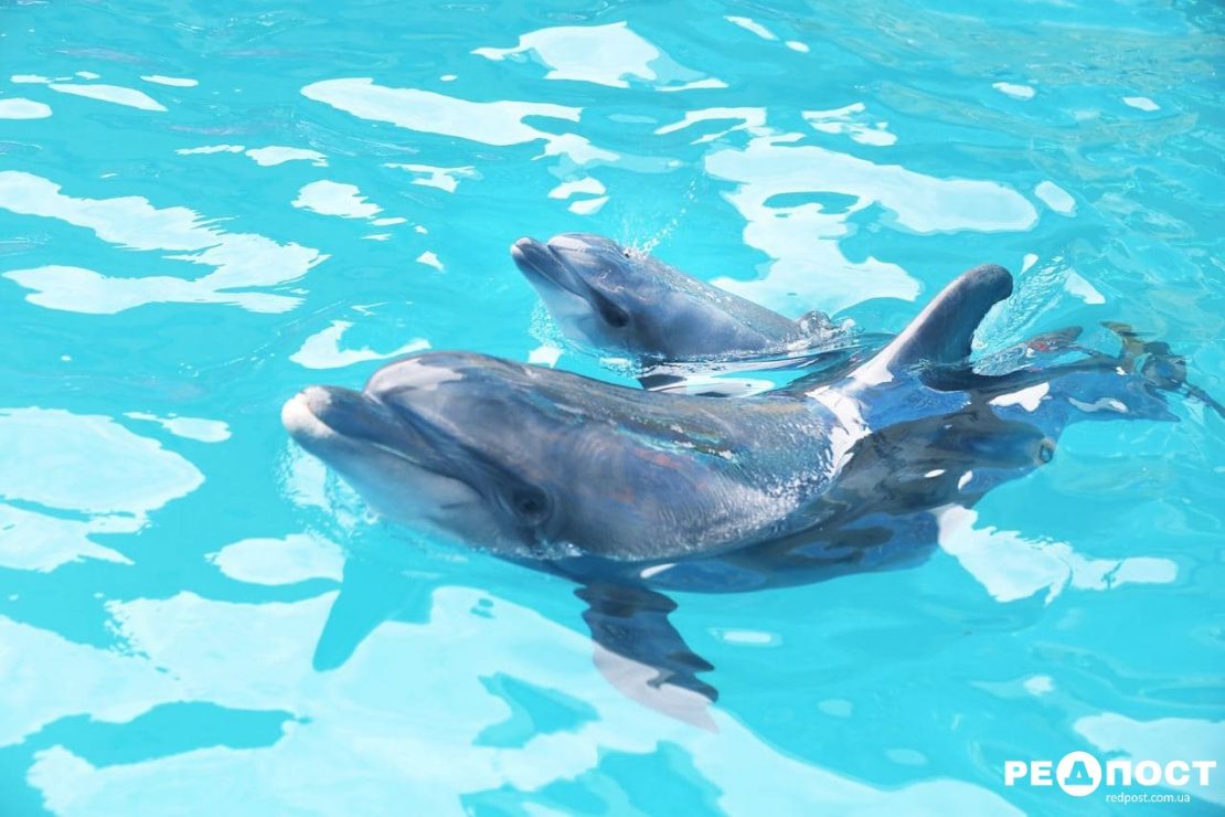 Новости Харькова: В дельфинарии родился второй дельфиненок с начала года