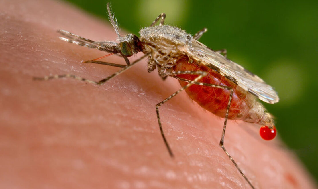 Новости Харькова: Харьковчанка привезла малярию из Африки 