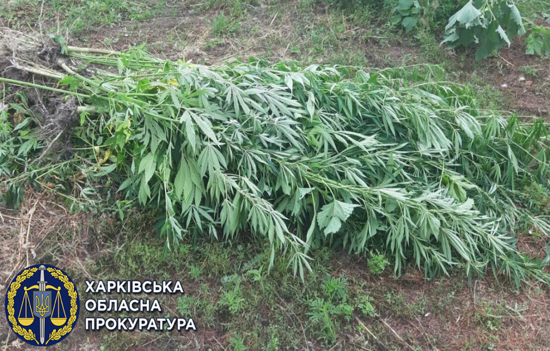 На Харьковщине в Изюме мужчина выращивал коноплю во дворе
