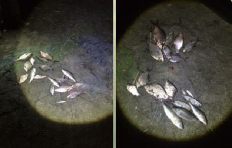 На Оскольском водохранилище браконьеры сетями ловили рыбу