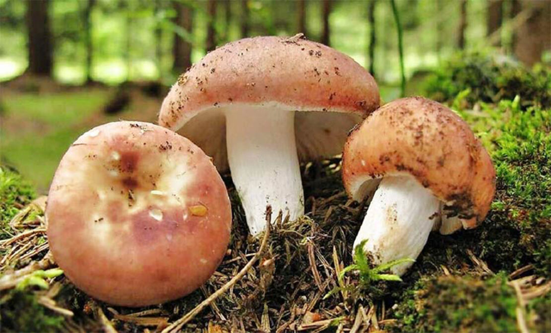 Мать и сын отравились грибами в поселке Пересечное под Харьковом