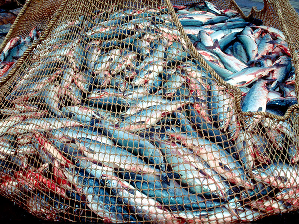Улов рыбы сетью. Рыболовная сеть с рыбой. Куча рыбы. Сетка для рыбы. Много рыбы в сетке.