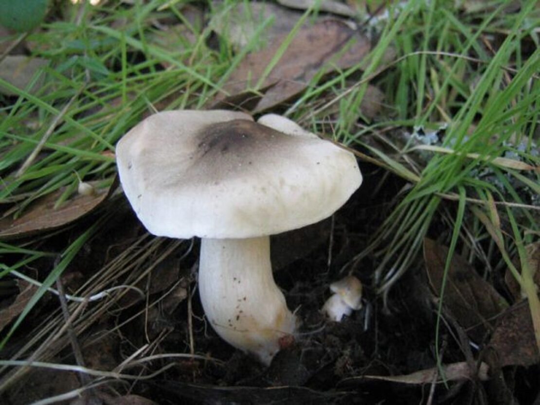 Смертельное отравление грибами в Харьковской области - Новости Харькова
