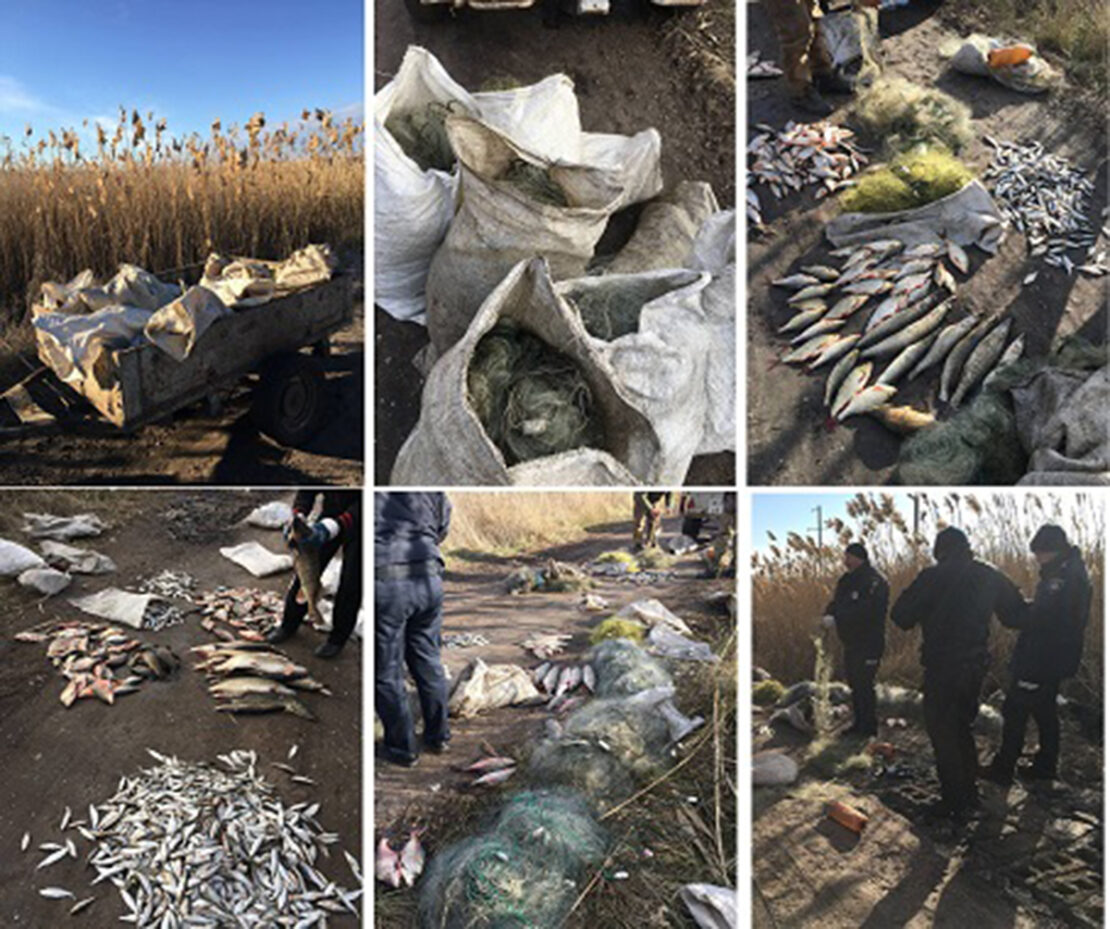 Браконьерство под Харьковом: Женщина выловила 1 200 рыб возле села Артемовка - ущерб более миллиона гривен