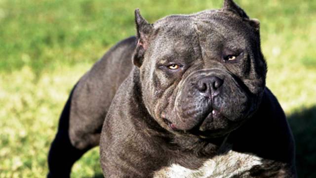 Кабмин  Украины утвердил список собак опасных пород