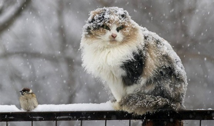 Когда в Харькове ожидать первый снег