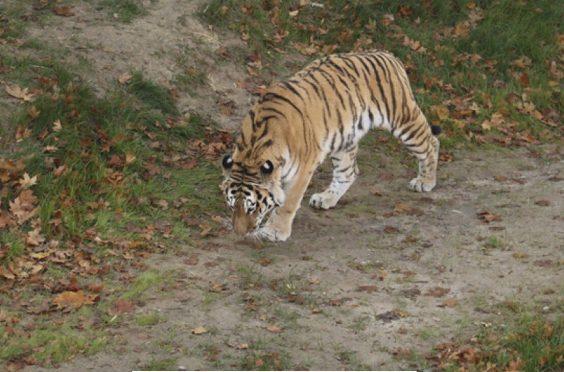 Зоопарк Харьков: На Тропу тигра вышел Елисей
