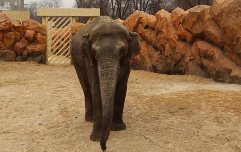 Слон Аун из Харьковского зоопарка отметил 24-й  день рождения 