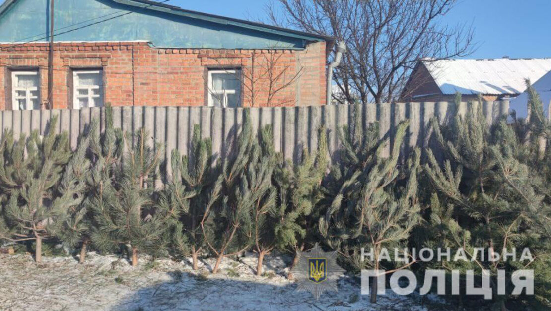 Незаконная продажа елок в Малой Даниловке под Харьковом