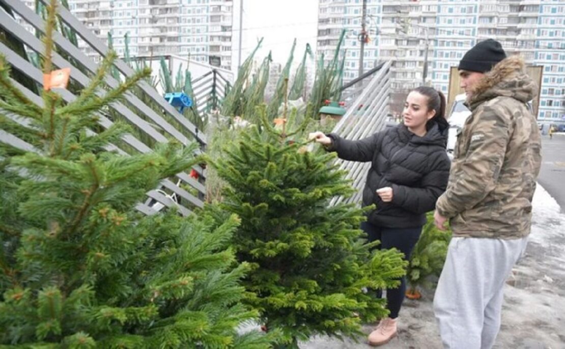 Цены на новогодние елки в лесхозах Харьковской области