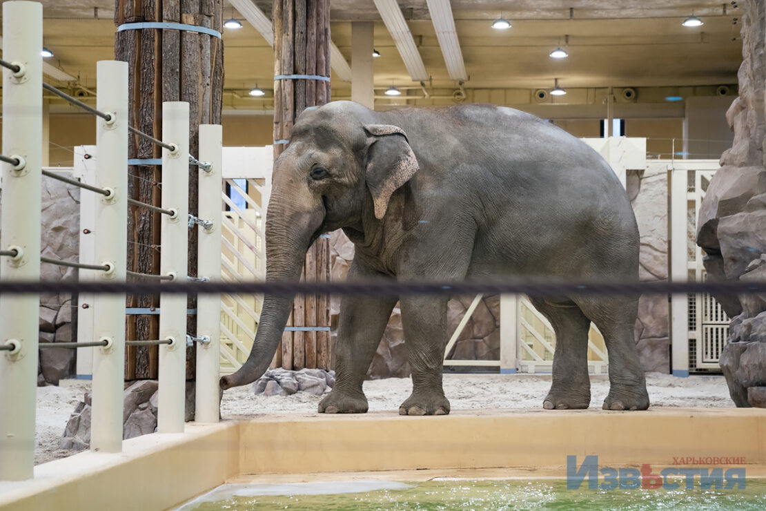 Азиатские слоны для Харьковского зоопарка - Новости Харьков
