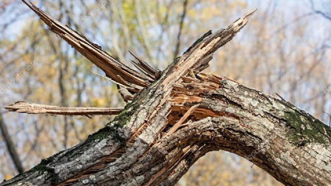 В Харьковской области во время стихии на пенсионерку упало дерево