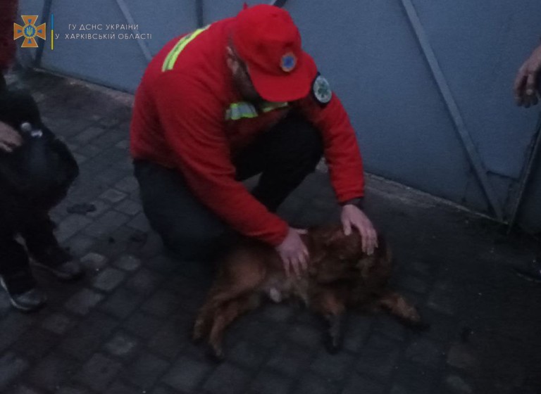 Под Харьковом спасатели спасли из пожара животных (фото)