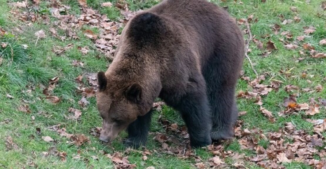 В зоопарке Харькова засыпают медведи