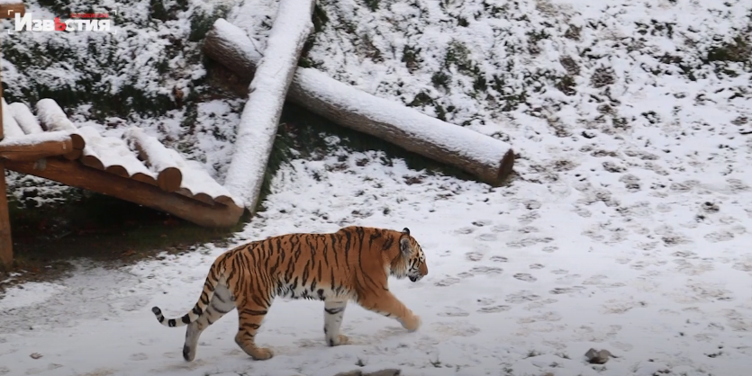 В Харьковском зоопарке есть свой символ 2022 года