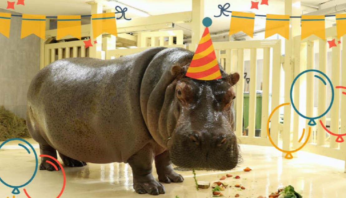 Харьковский зоопарк приглашает на день рождения бегемотихи Степаниды