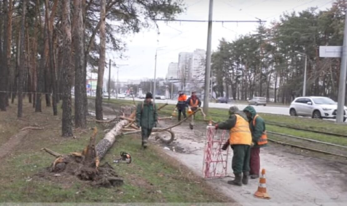 Коммунальщики посчитали количество упавших деревьев в городе