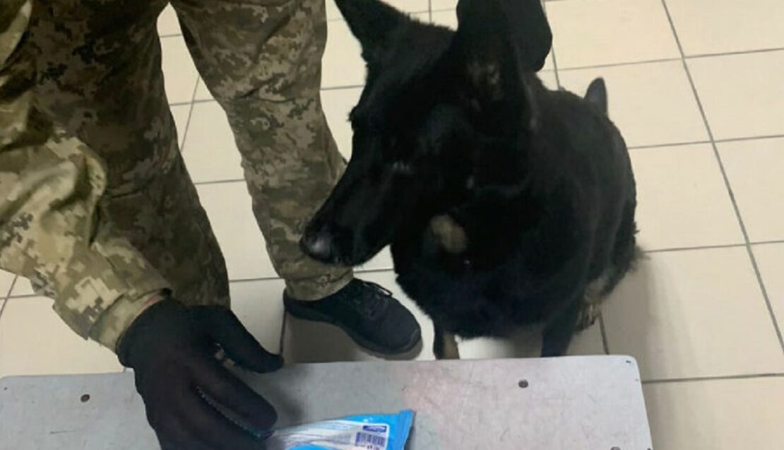 Таможня Харьков: Служебные собаки выявили 2,5 кг наркотика