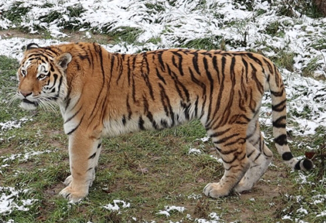 В зоопарке Харькова "Месячник тигра" - квесты для школьников