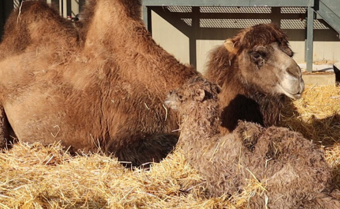 Верблюжонок родился в Харьковском зоопарке 21 января 2022 г.