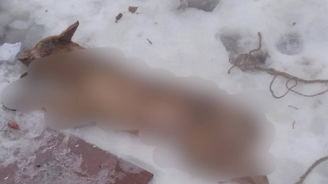 Убийство кошек и собак на Основе в Харькове расследует полиция