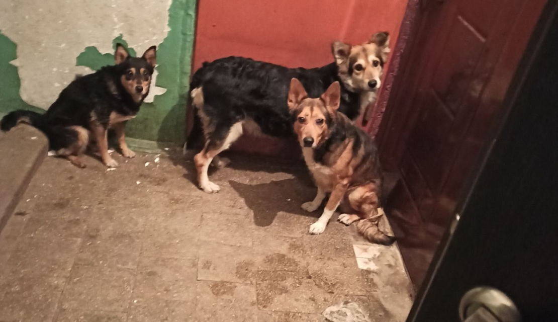 В Харькове комммунальщики изъяли собак из подъезда многоэтажки