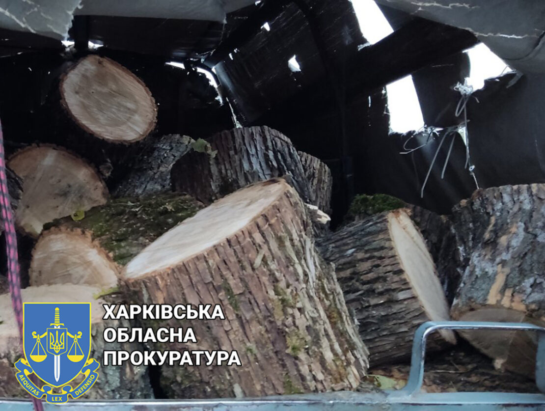 Черные лесорубы Харьковщины вырубили ясеня на 200 тысяч грн