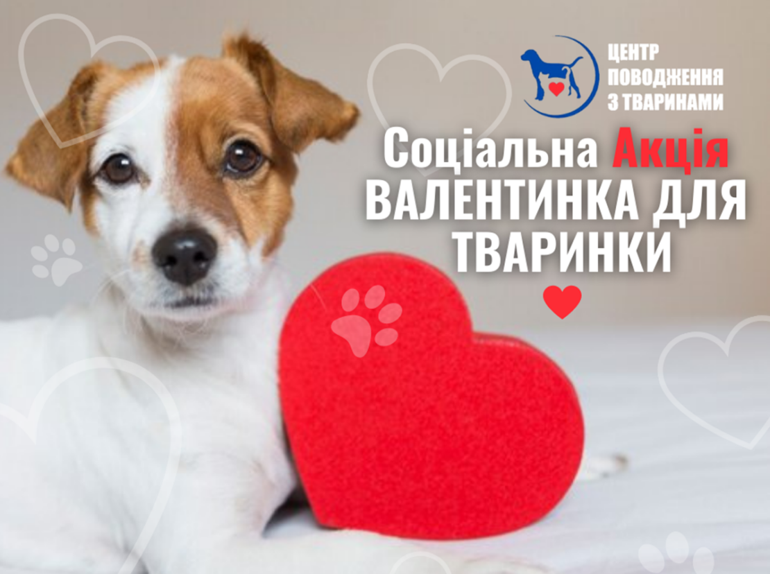 Валентинка для животного: условия акции КП "Центр обращения с животными" в Харькове