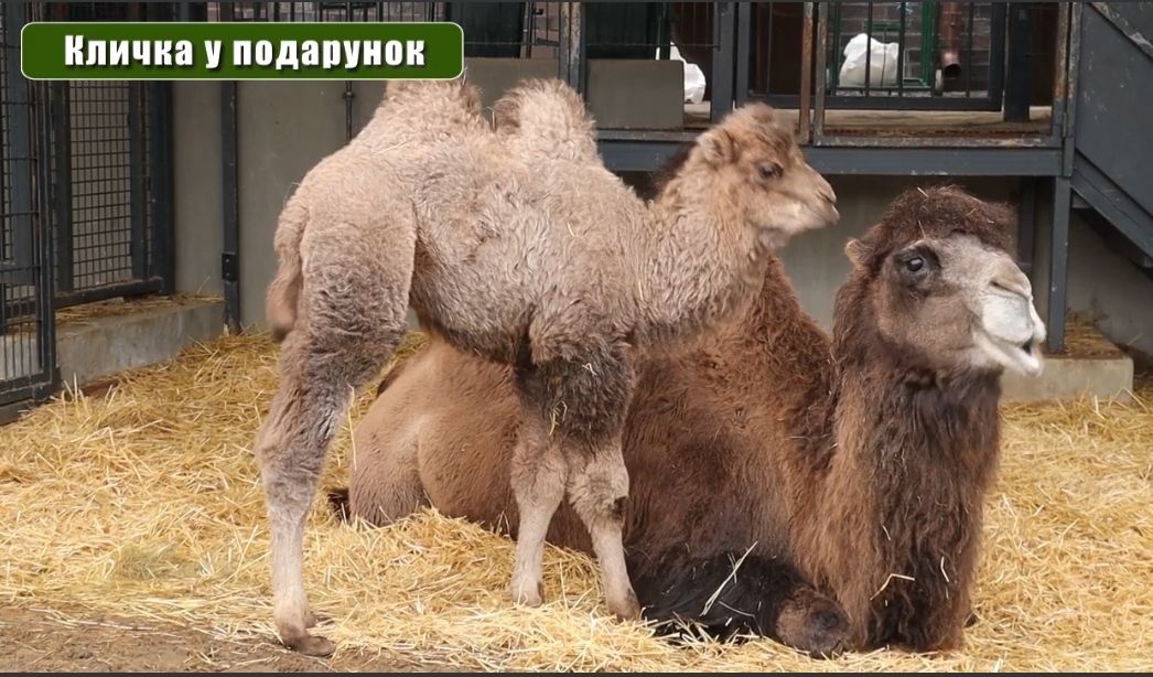 Как назвали верблюжонка в Харьковском зоопарке