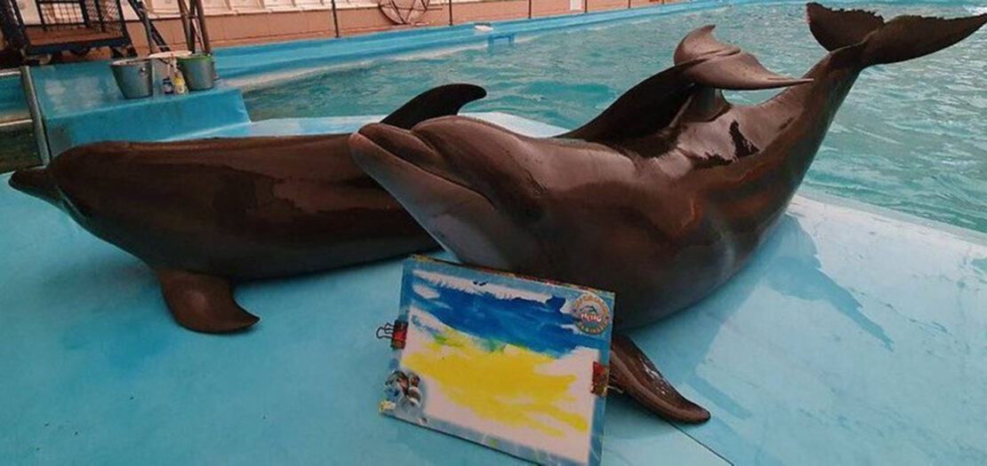 Война Харьков: Из дельфинария эвакуировали большинство животных