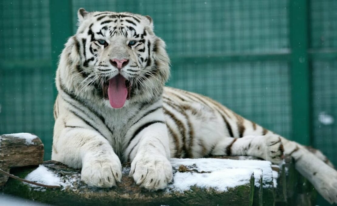 Белого тигра из харьковского экопарка эвакуировали