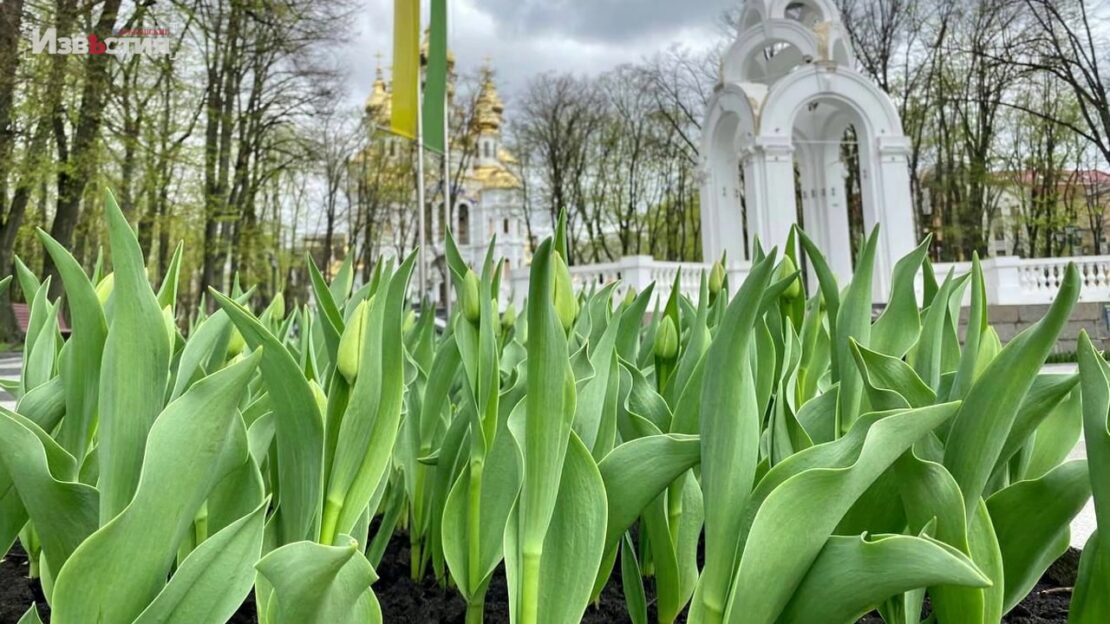 Харьков 25 апреля цветёт, несмотря ни на что! Тысячи цветов уже высажены на городские клумбы