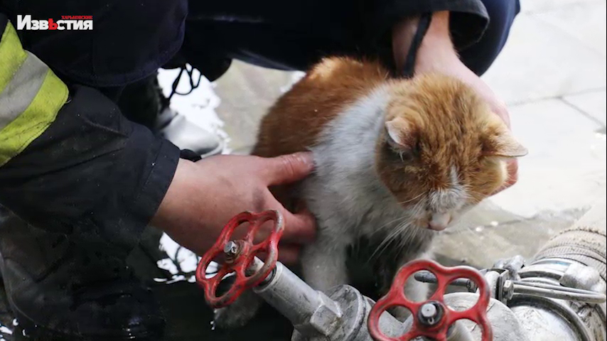 Харьков 23 апреля: Пожарные спасли в пожаре рыжего кота