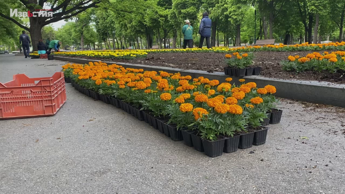 Харьков - цветёт! Городские озеленители разбивают новые клумбы и высаживают "цветущие подарки"