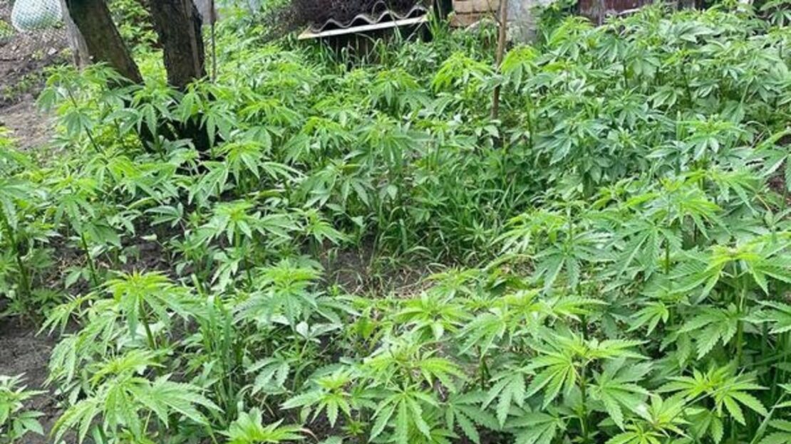 Конопли харьковская область марихуана тутанхамон