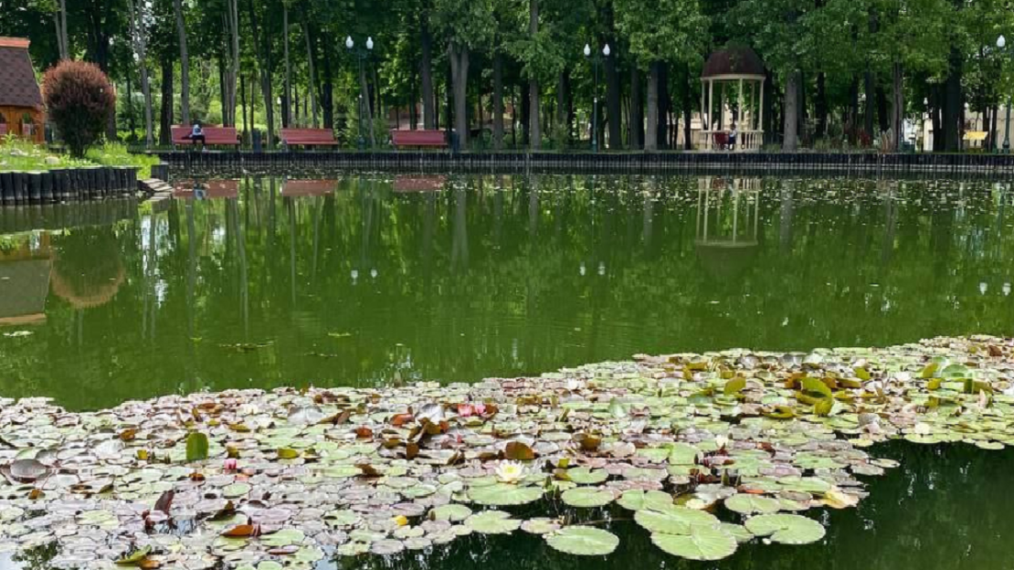 В Центральном парке Харькова расцвели водяные лилии (видео)