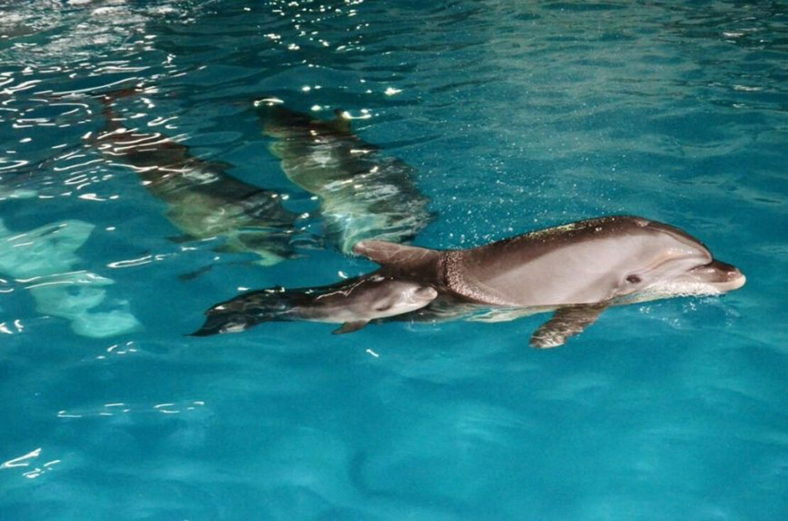 Новини Харків: Новонародженому дельфінятку обрали ім'я - Мрія
