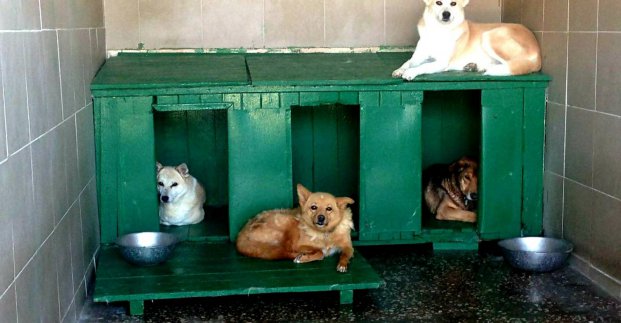 Харьковчане могут помочь харьковскому приюту для  животных
