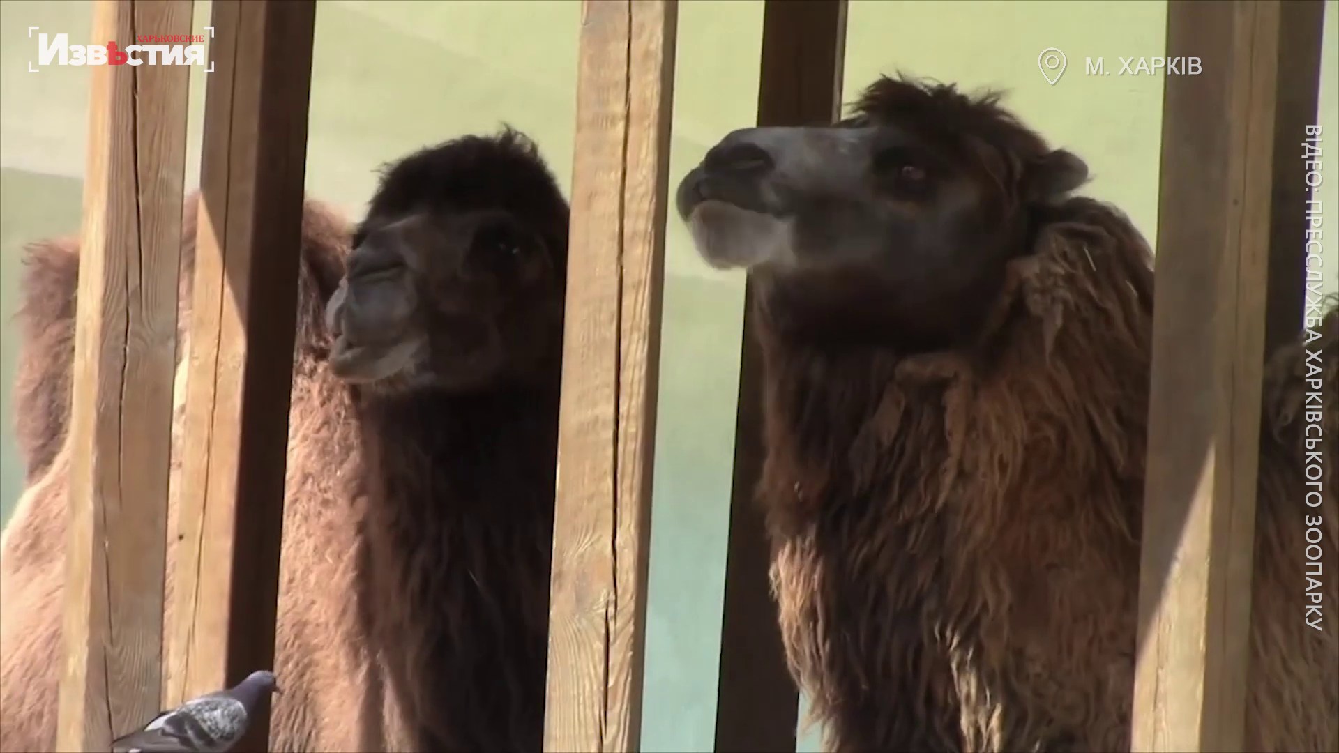 У Харківському зоопарку показали, як годують верблюдів (відео)