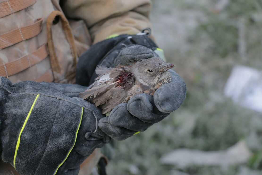 Новини Харкова: Пожежники врятували пораненого птаха з-під завалів гімназії