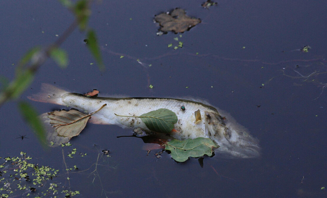 Війна Харківська область: Мільйони риб загинули на Оскільському водосховищі 