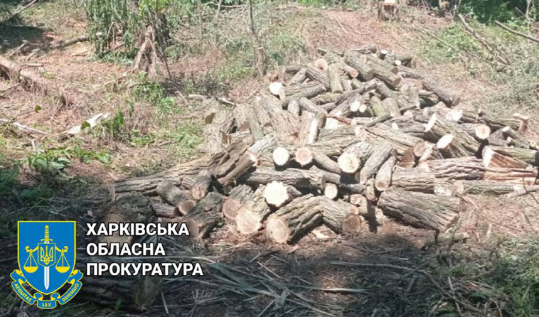Новини Харківщини: Незаконна вирубка лісу на Ізюмщині - підозрювані
