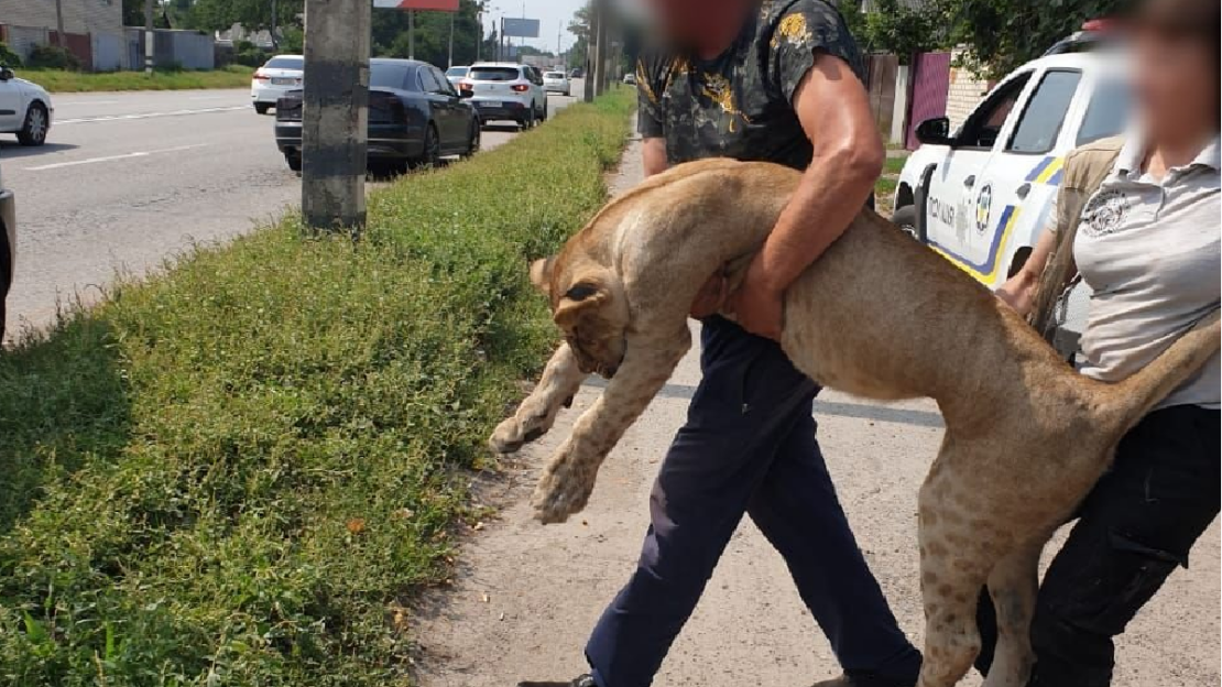 Новини Харкова: На дачах у Пісочині зловили левицю