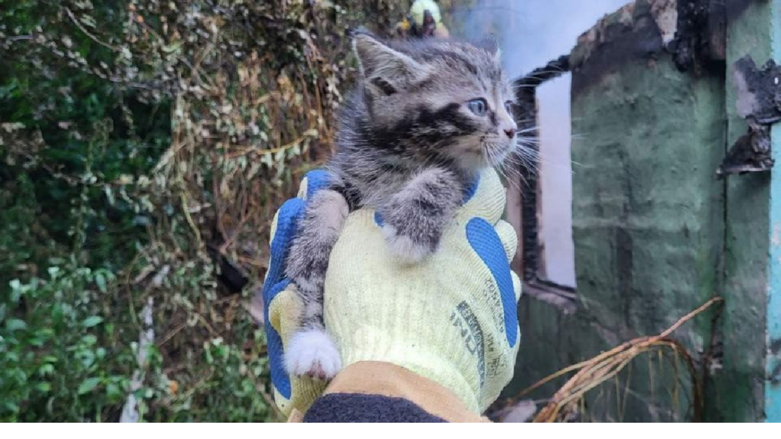Новини Харкова: На пожежі врятували кошеня