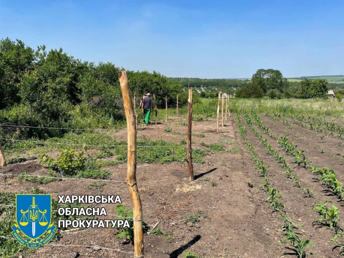 Новини Харківщини: Плантацію конопель виявили на подвір'ї пенсіонера