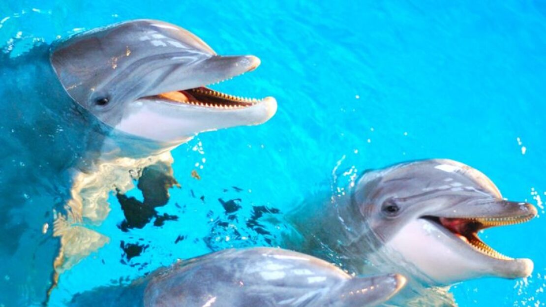 Новини Харкова: Харків'ян закликають донатить на дельфінарій