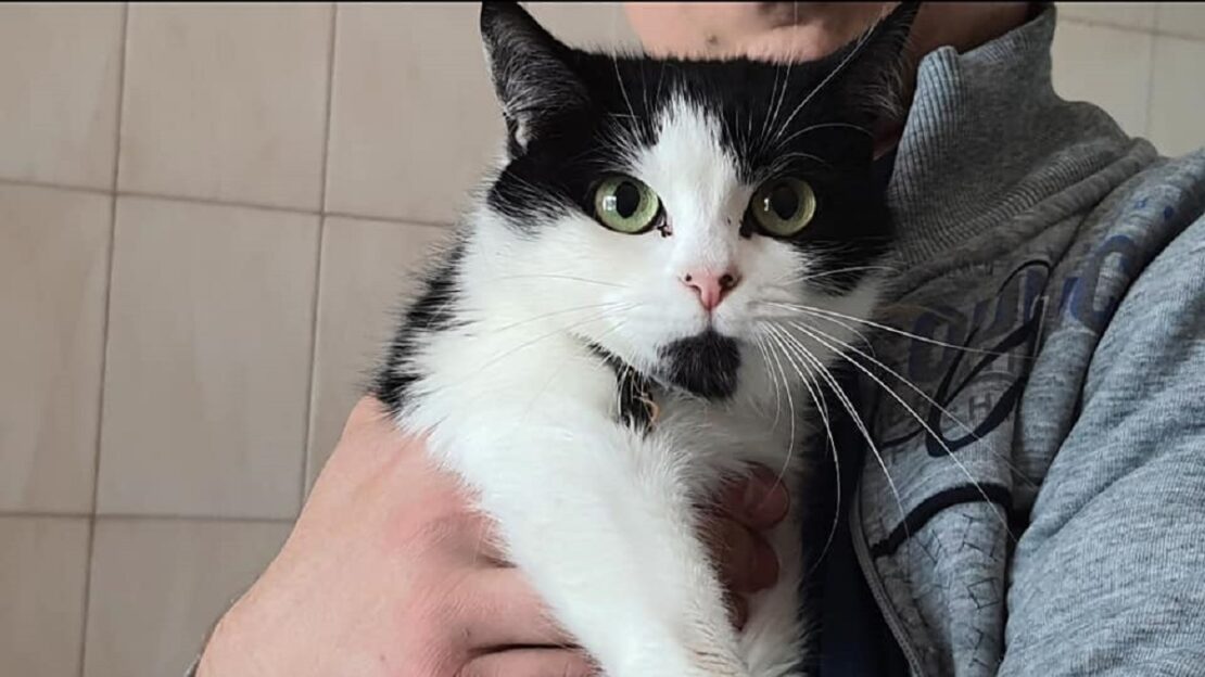 Новини Харків: 100 котів з притулку шукають родину