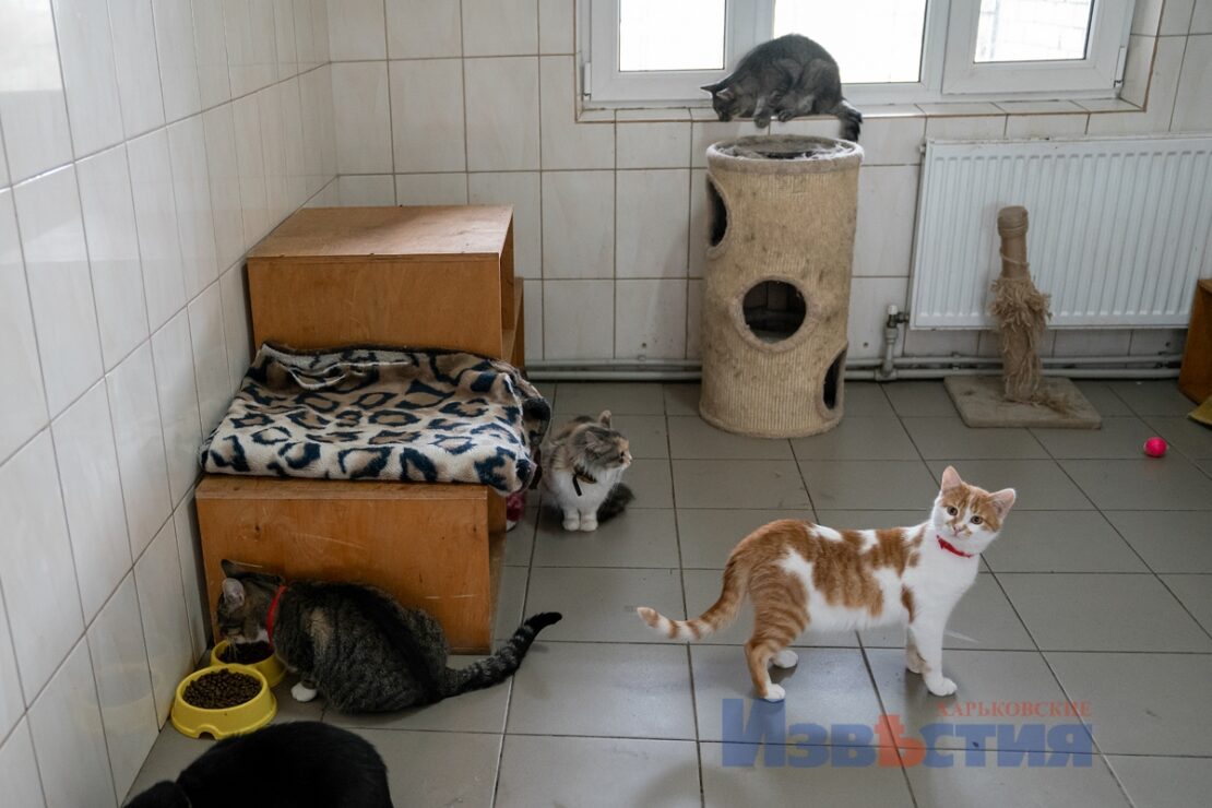 Новини Харків: 100 котиків з притулка шукають новий дім (фото)