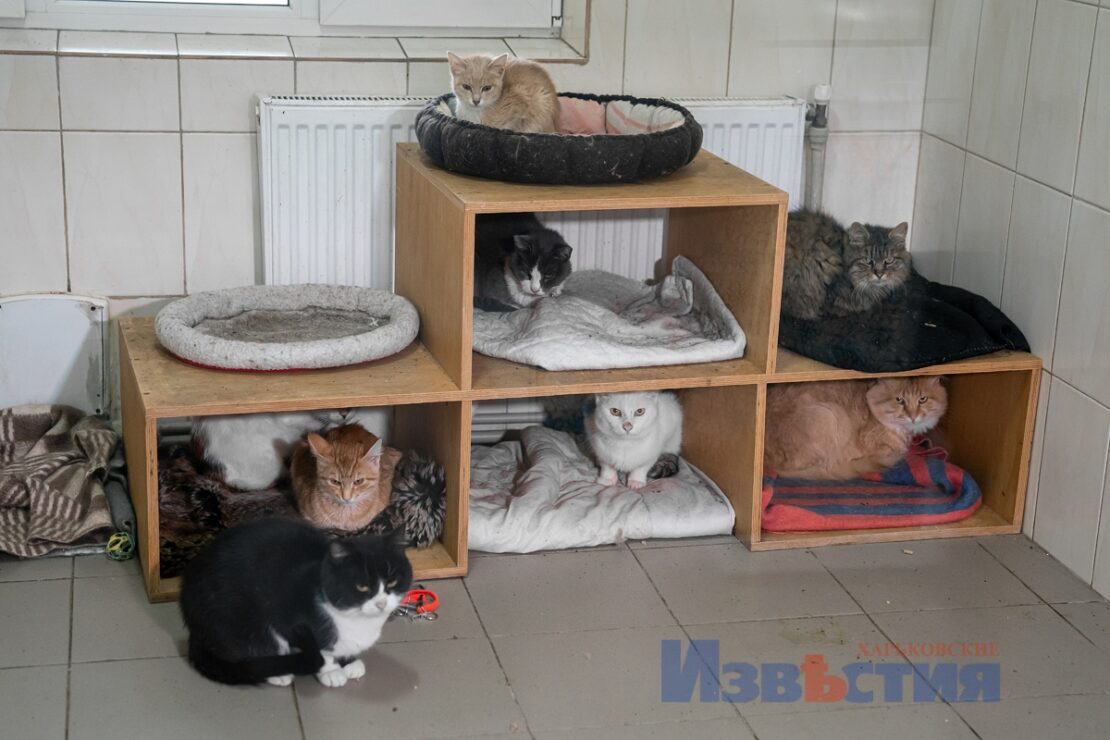 Новини Харків: 100 котиків з притулка шукають новий дім (фото)